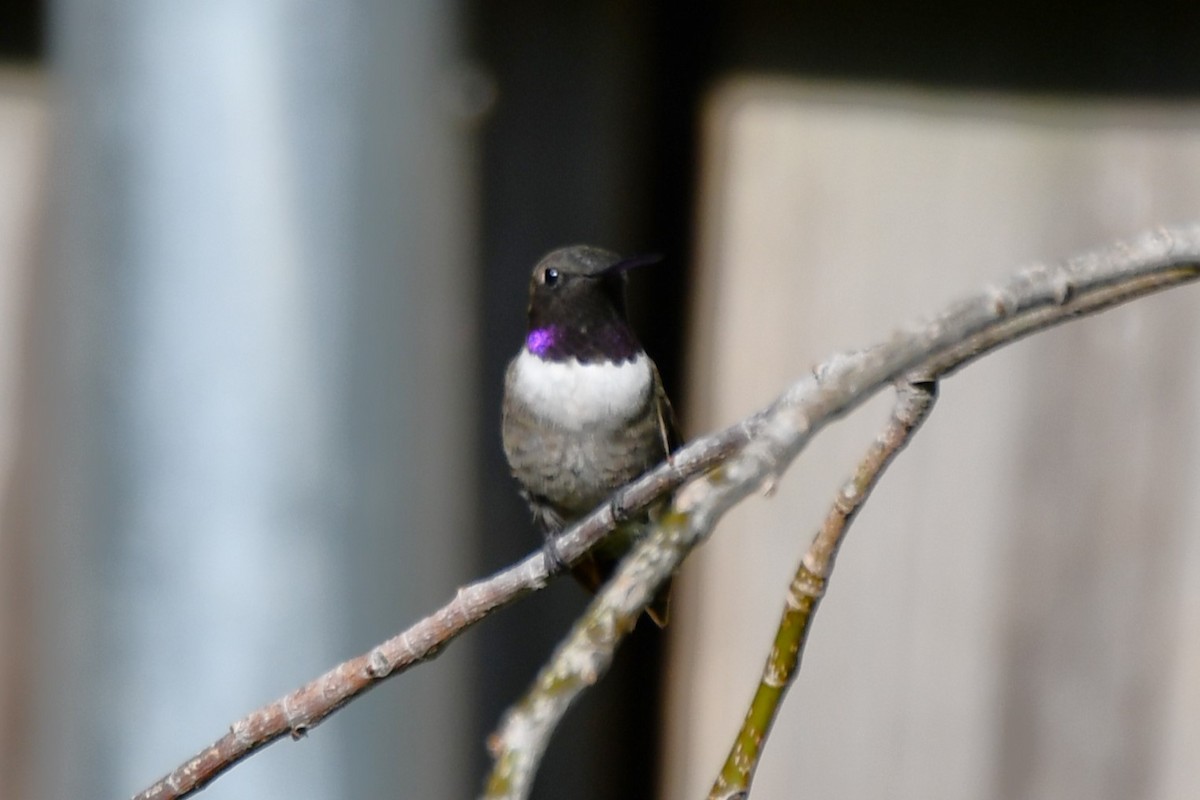Black-chinned Hummingbird - ML622044740