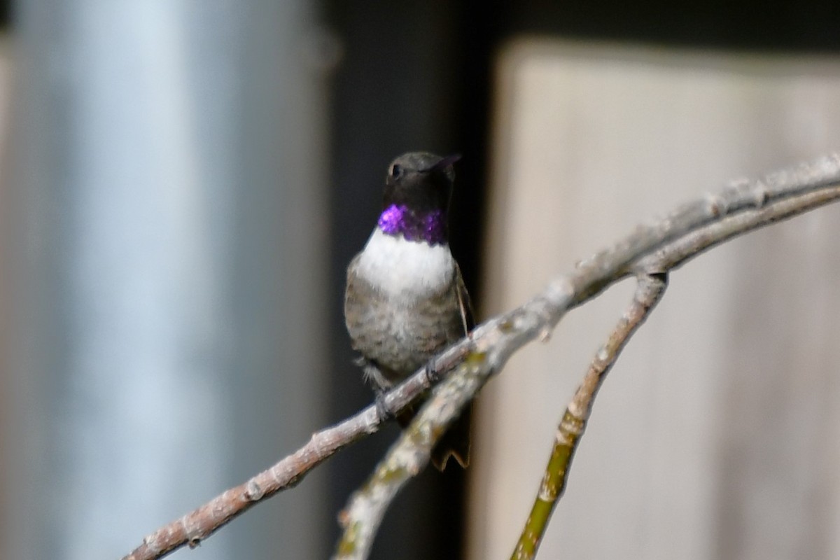 Black-chinned Hummingbird - ML622044741