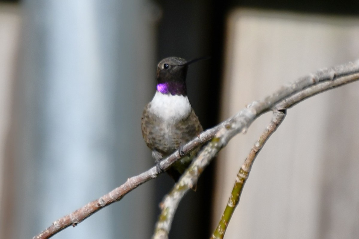 Black-chinned Hummingbird - ML622044743