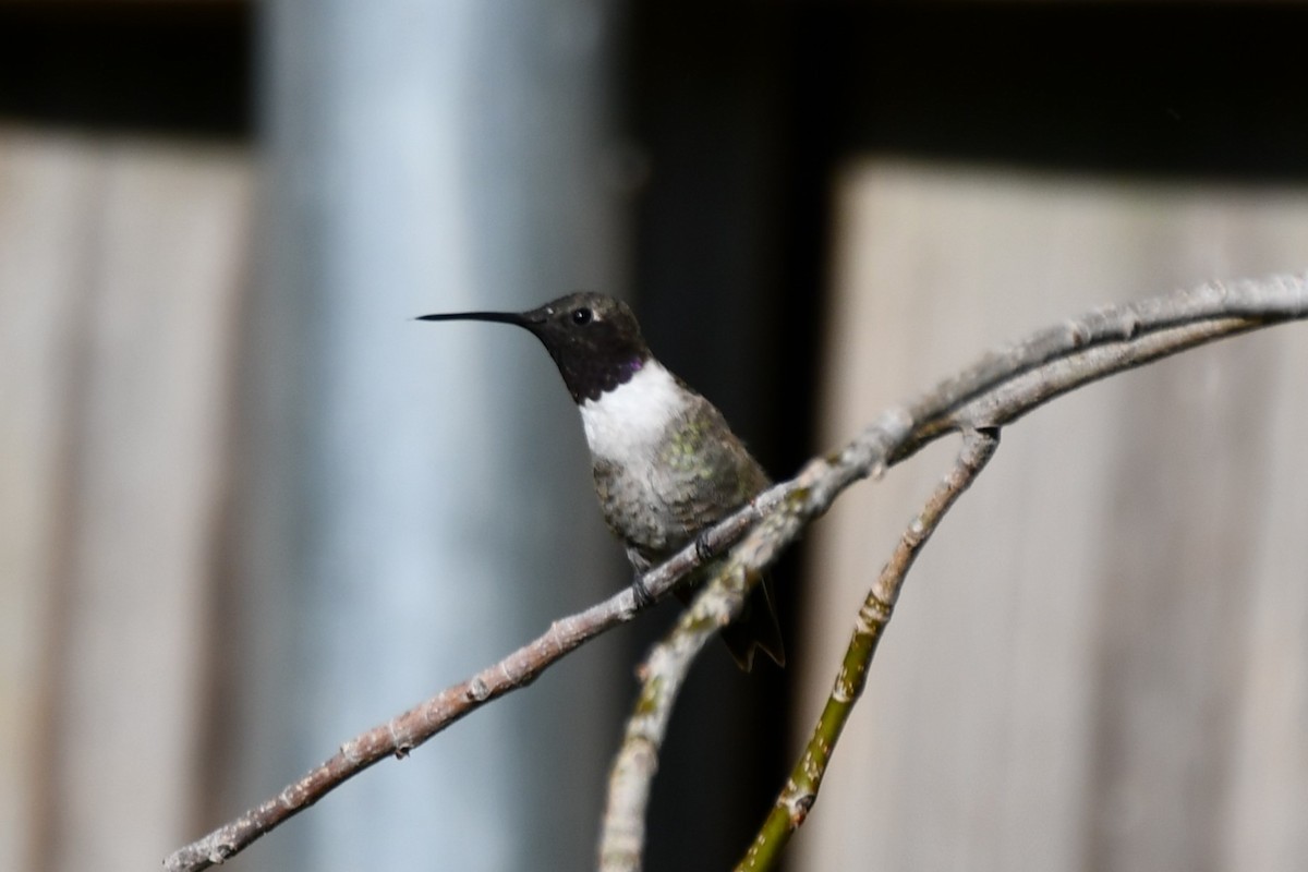 Black-chinned Hummingbird - ML622044744