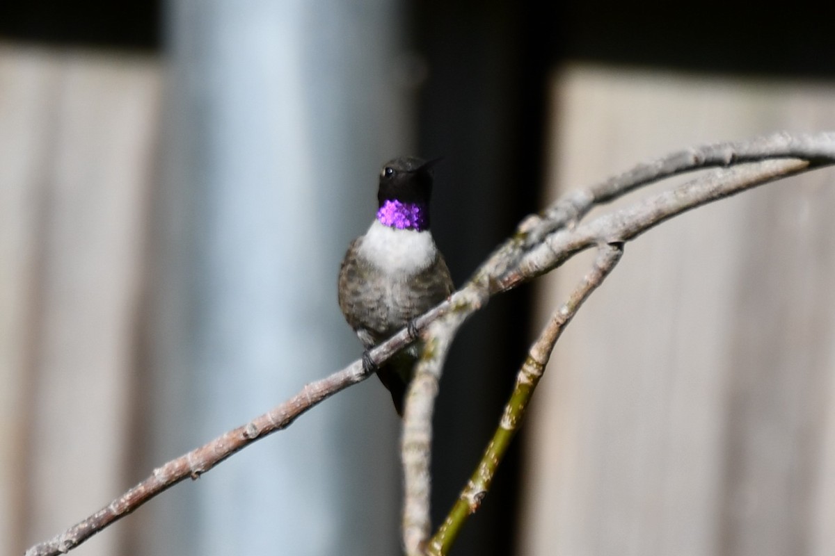 Black-chinned Hummingbird - ML622044745