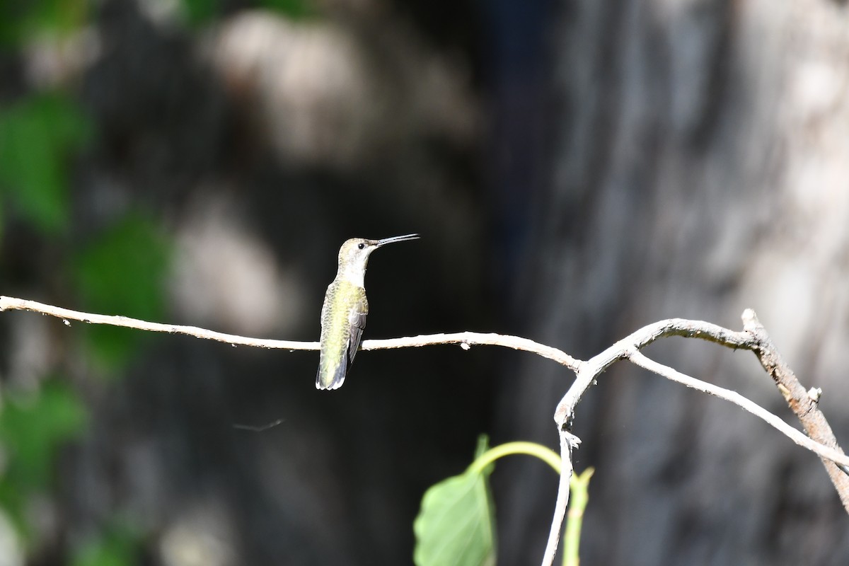 Black-chinned Hummingbird - ML622044746