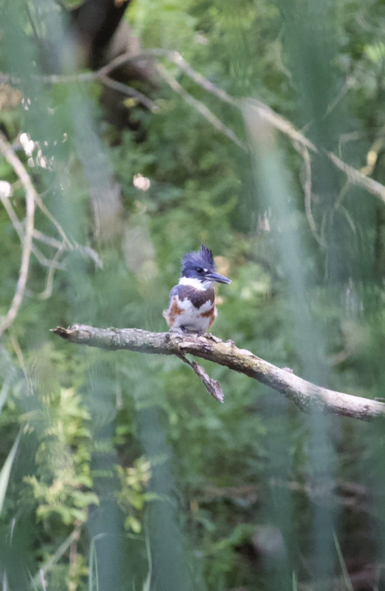 Belted Kingfisher - ML622044760