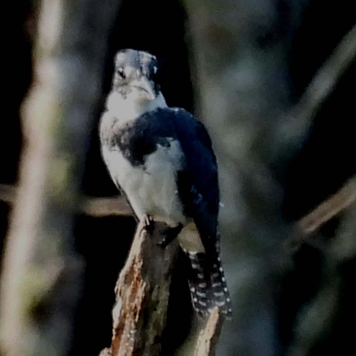 Belted Kingfisher - ML622044763