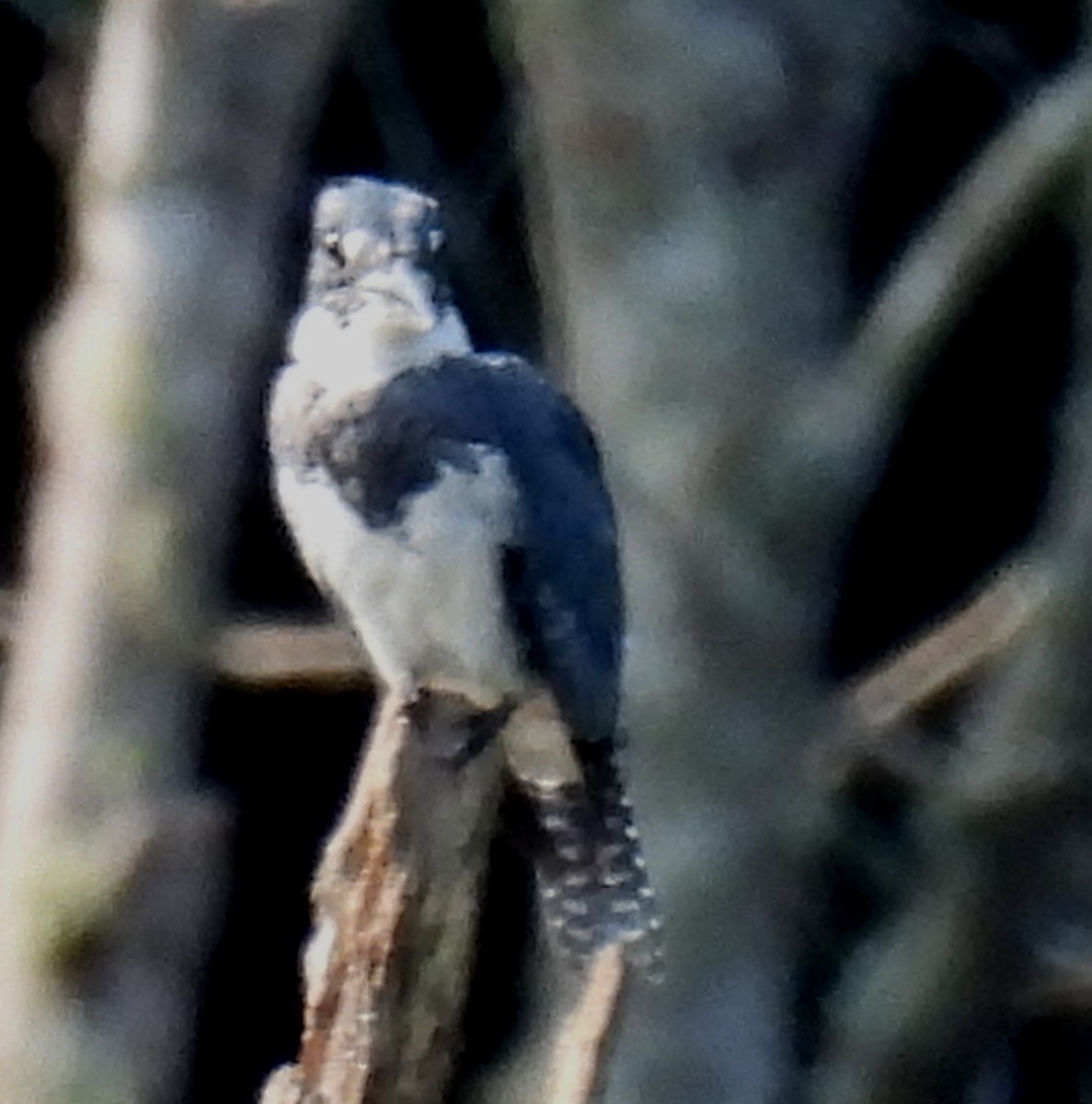 Belted Kingfisher - ML622044764
