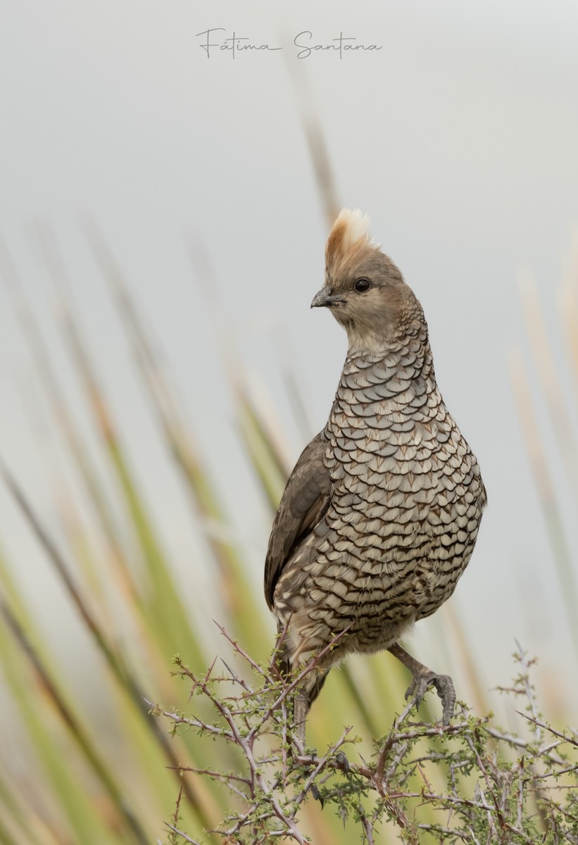 Scaled Quail - Fátima SantanaP