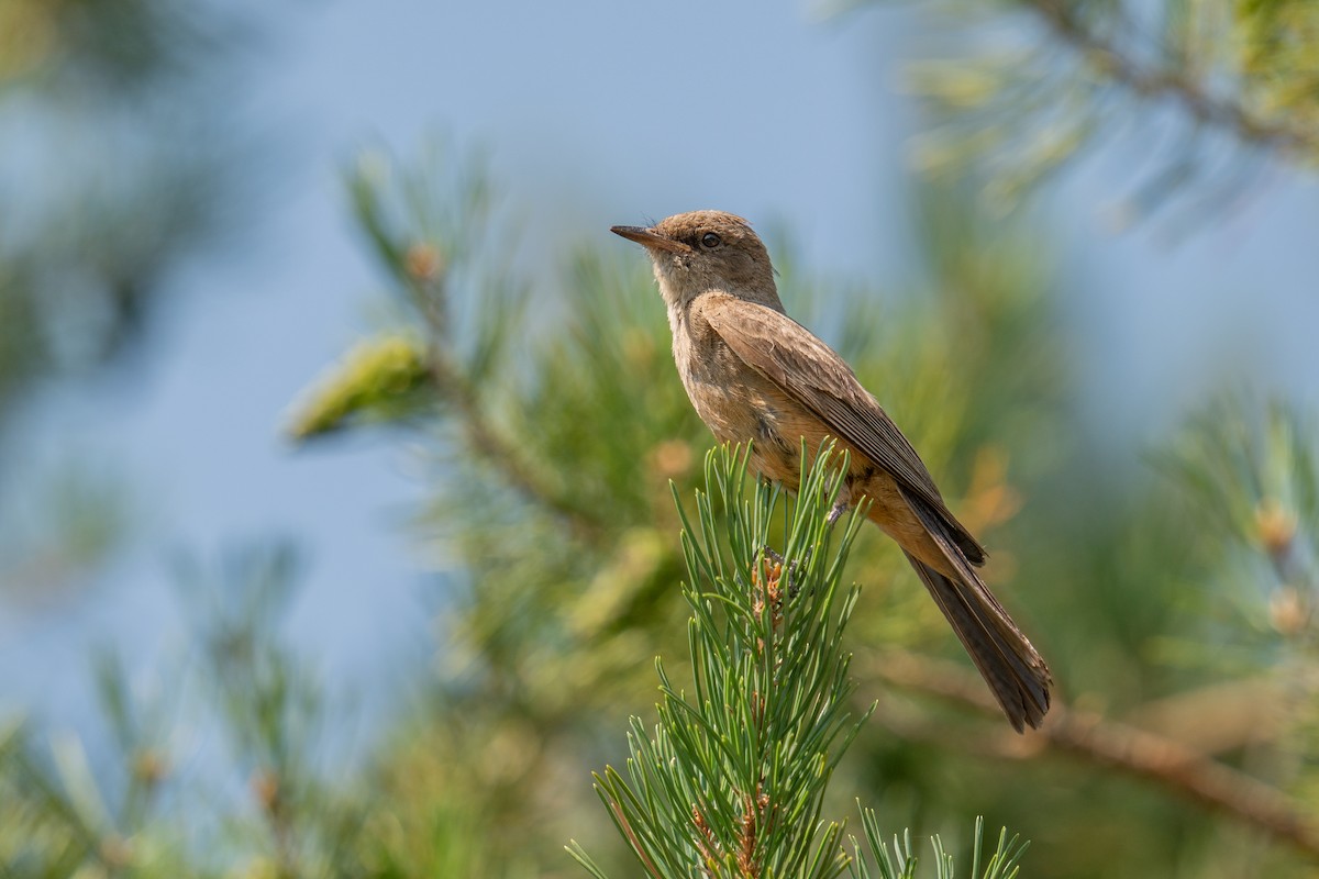 Say's Phoebe - ML622044776