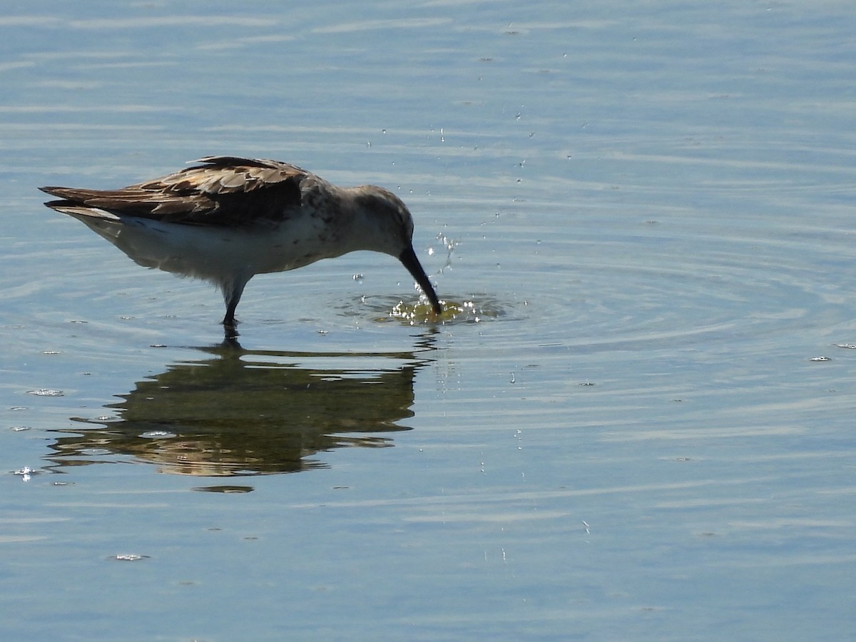 Western Sandpiper - ML622044779