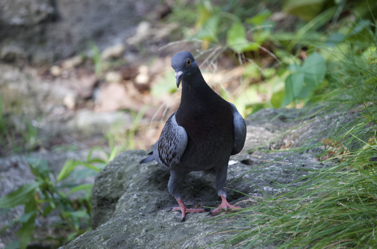 Pigeon biset (forme domestique) - ML622044882