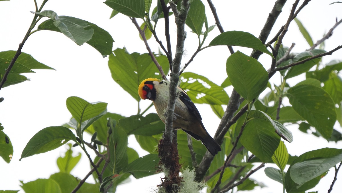 Flame-faced Tanager (Flame-faced) - ML622044907