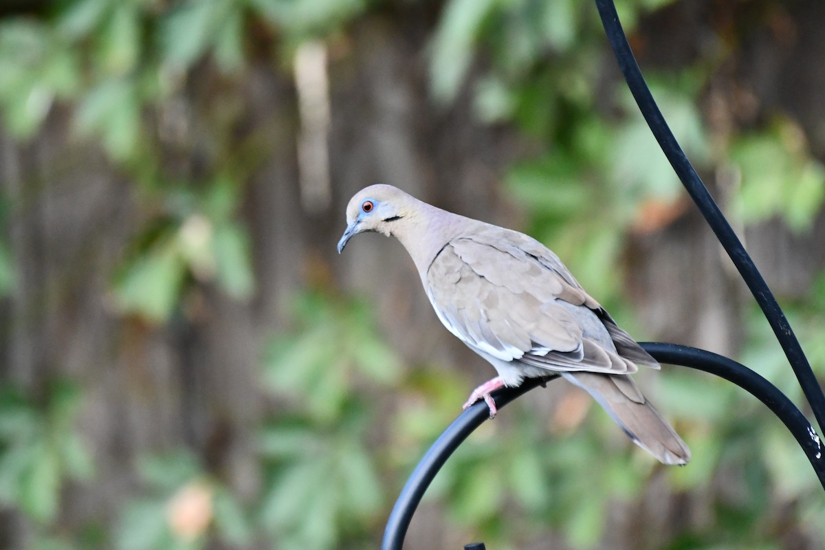White-winged Dove - ML622044932