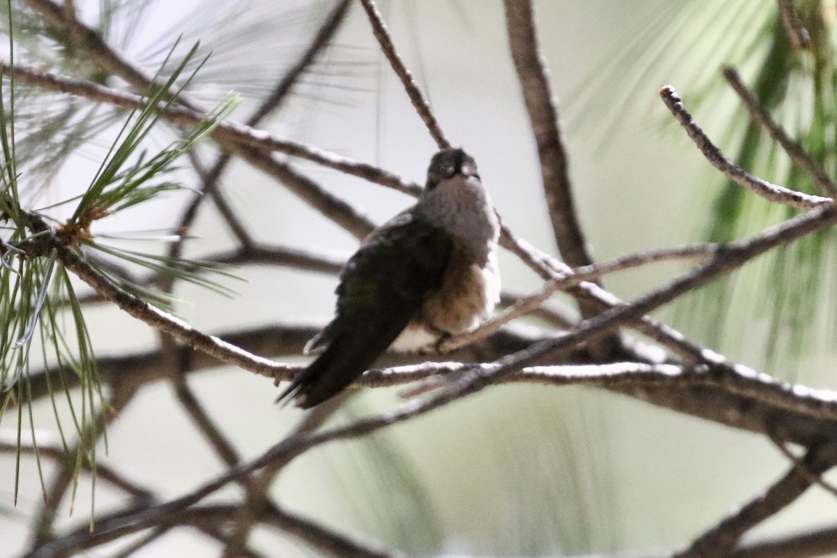 Calliope Hummingbird - ML622044936
