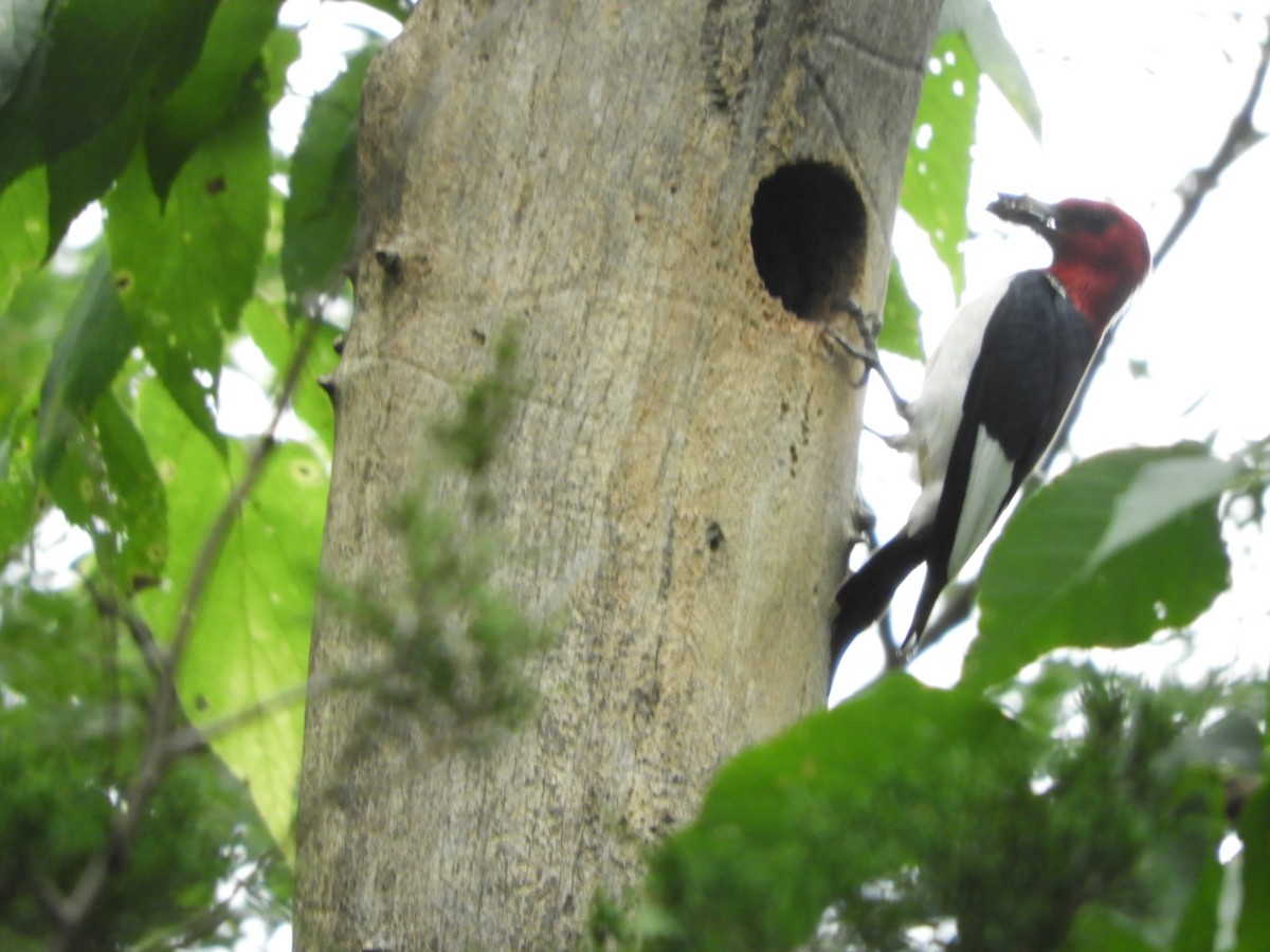 Red-headed Woodpecker - ML622045045