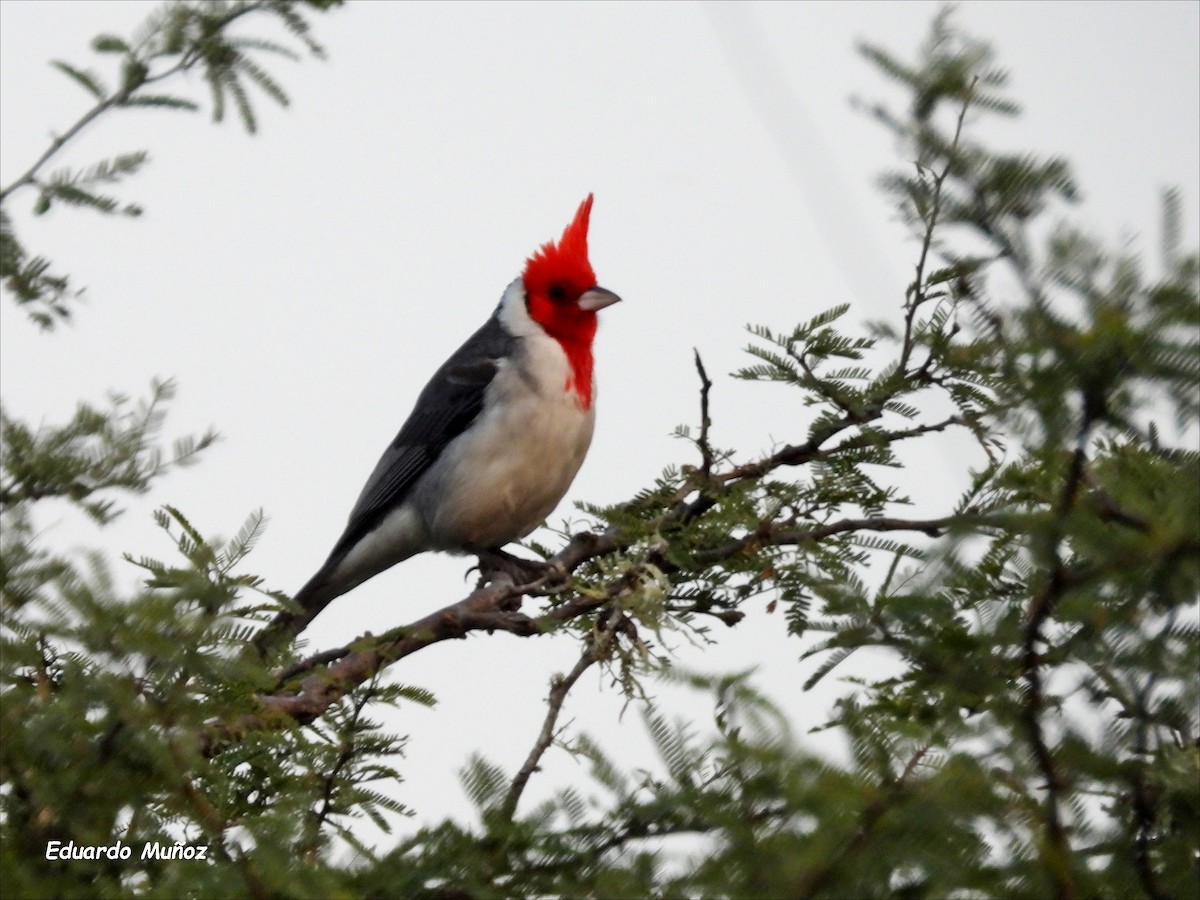 Red-crested Cardinal - ML622045084
