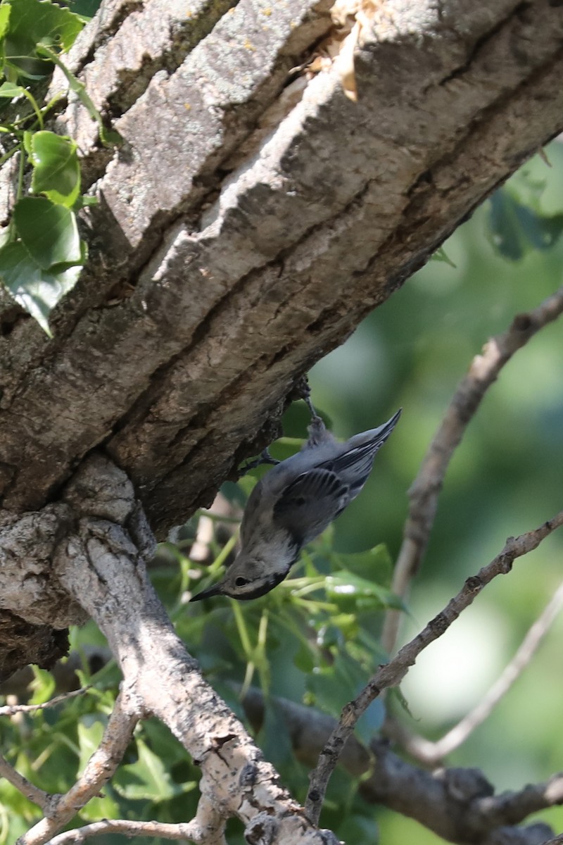 White-breasted Nuthatch - ML622045091