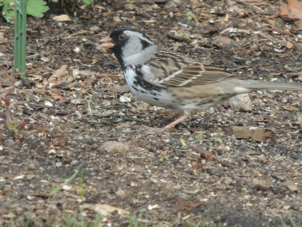 Harris's Sparrow - ML622045098