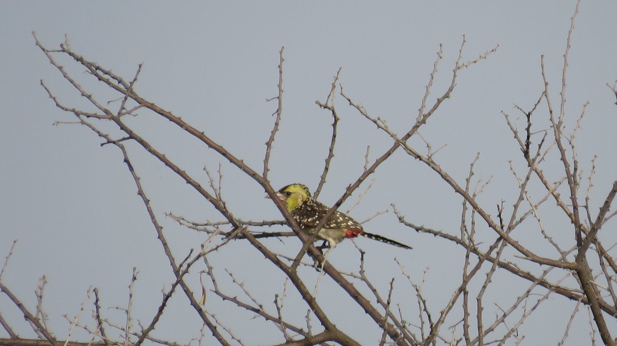 Yellow-breasted Barbet - ML622045189