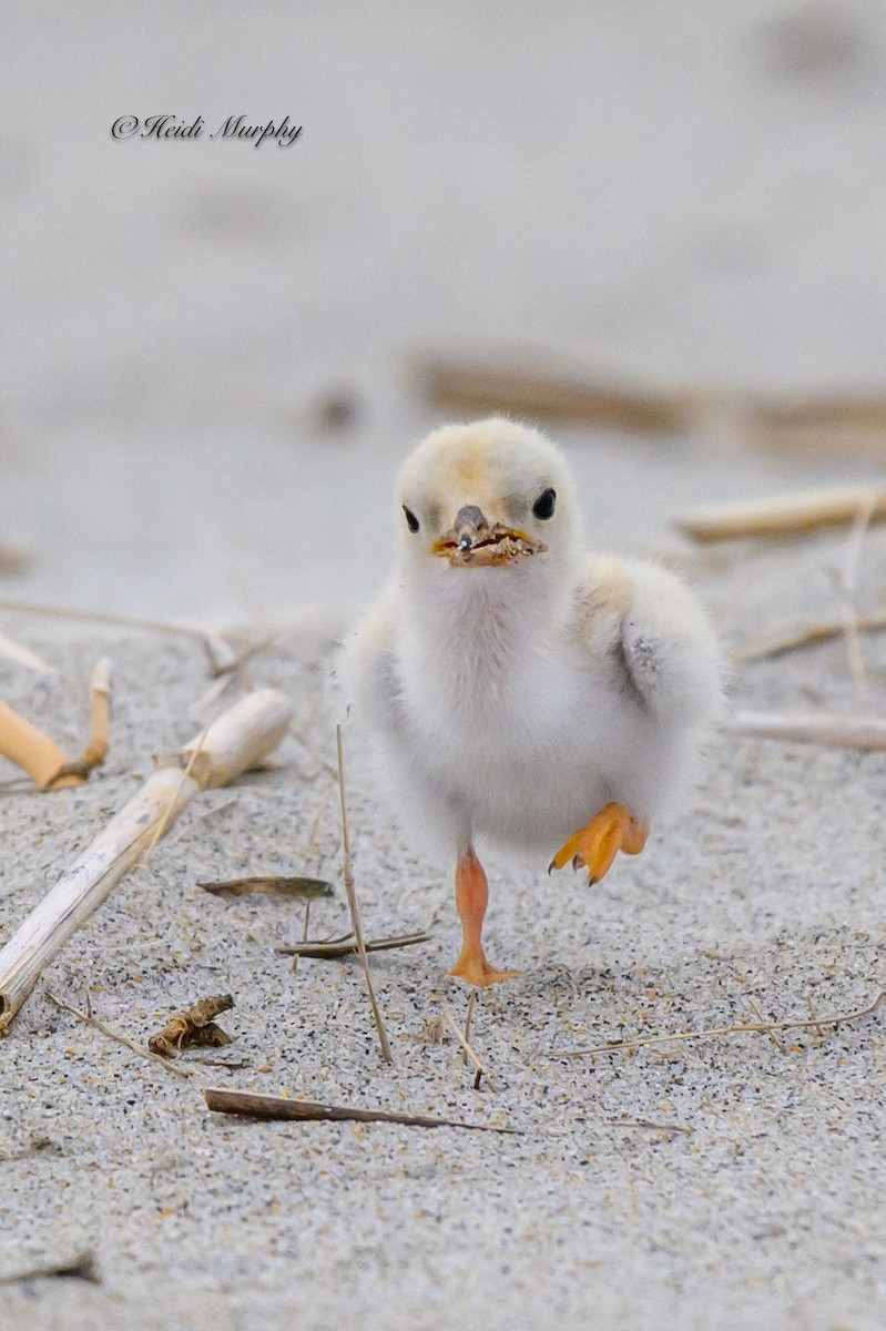 Least Tern - ML622045193