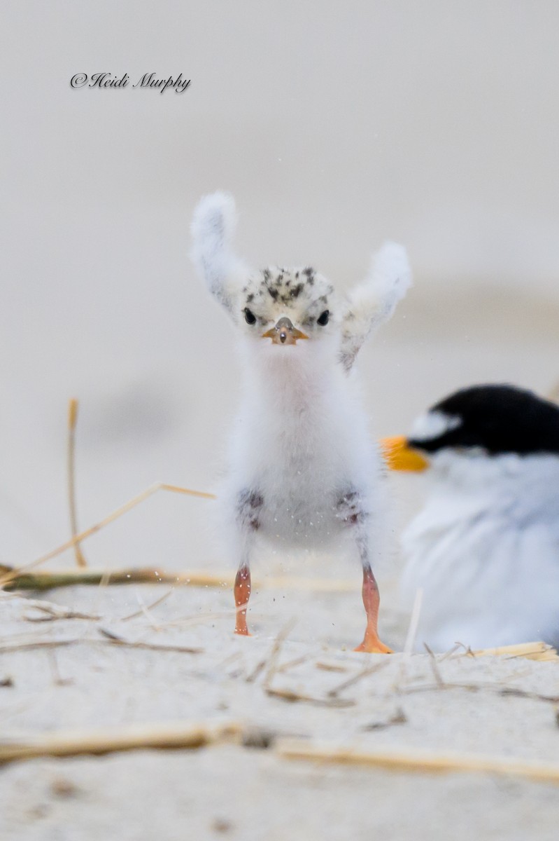 Least Tern - ML622045194