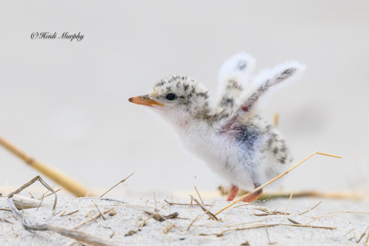 Least Tern - ML622045195