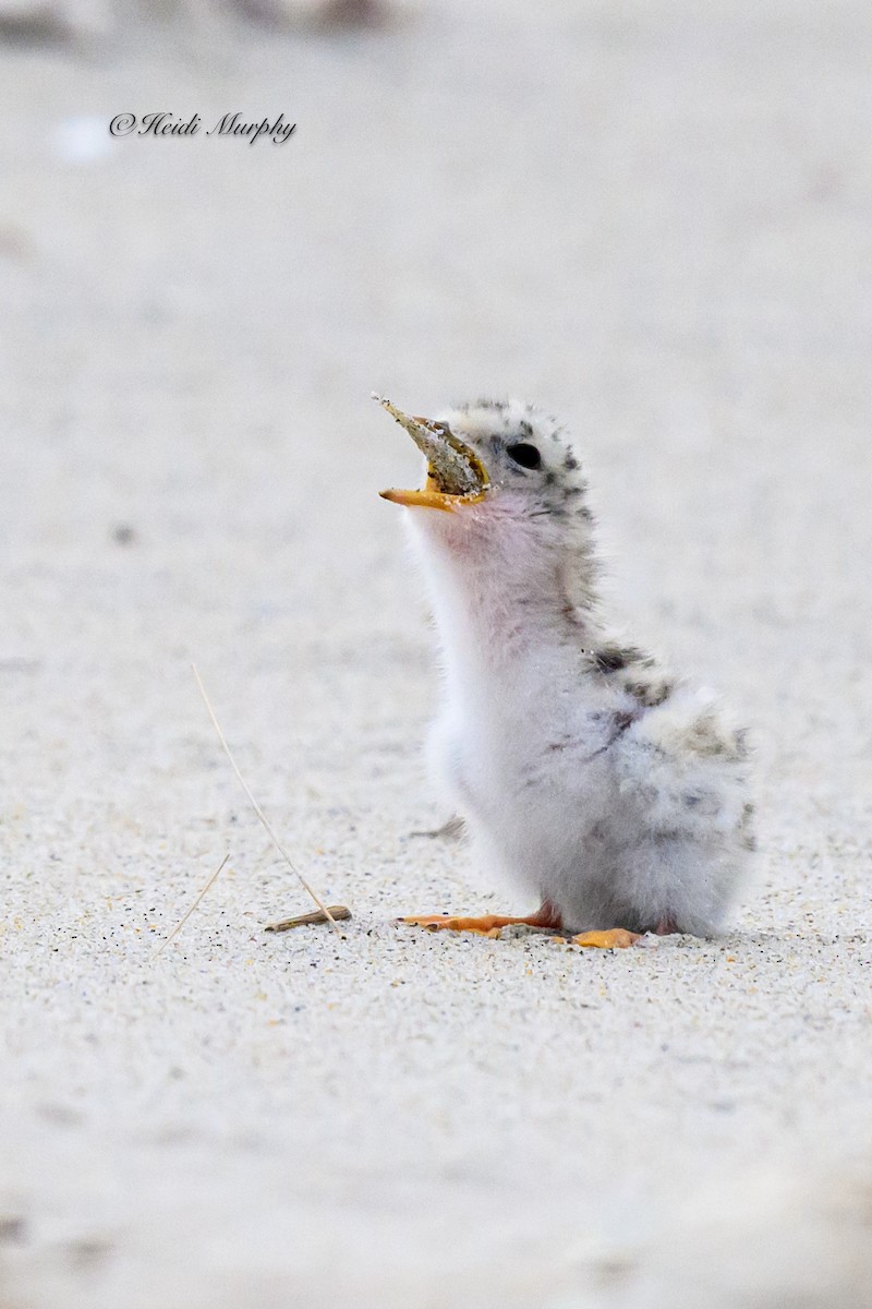 Least Tern - ML622045196