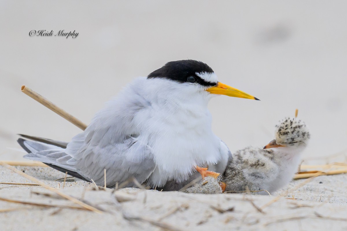 Least Tern - ML622045197