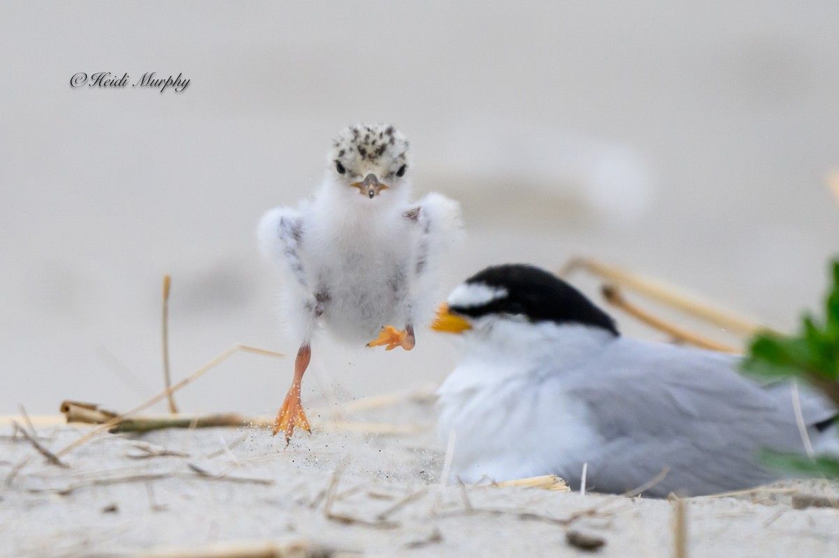 Least Tern - ML622045198