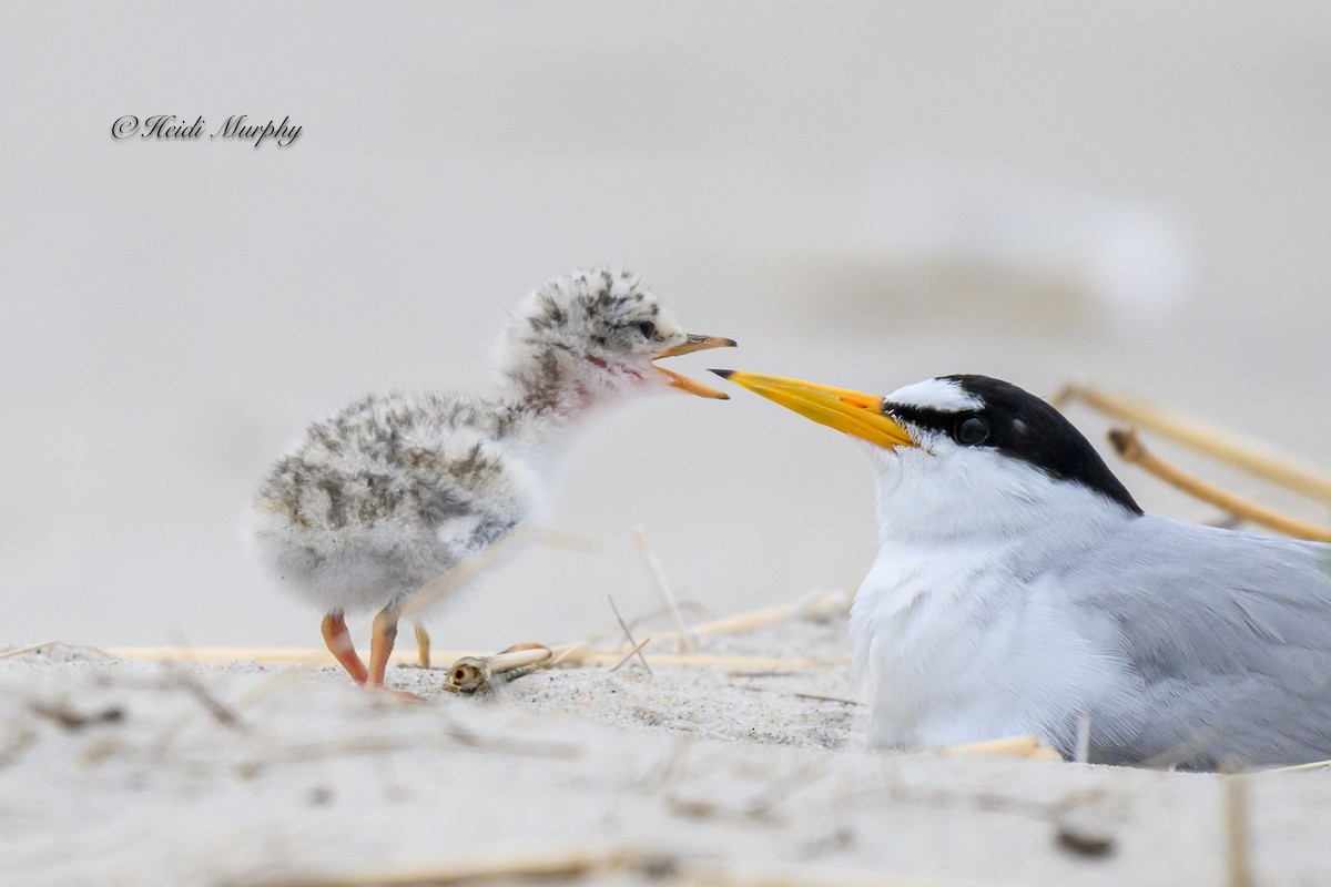 Least Tern - ML622045199