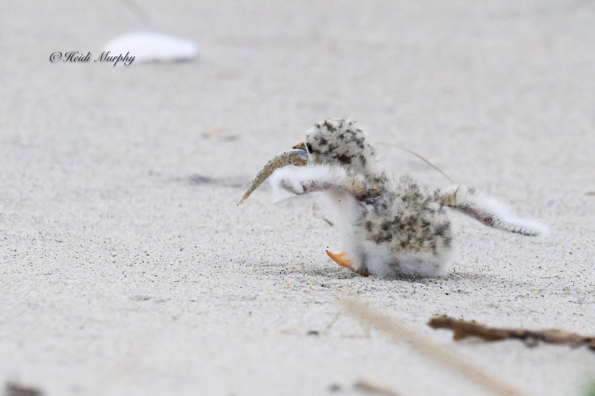 Least Tern - ML622045200