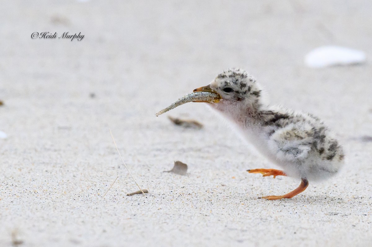 Least Tern - ML622045201