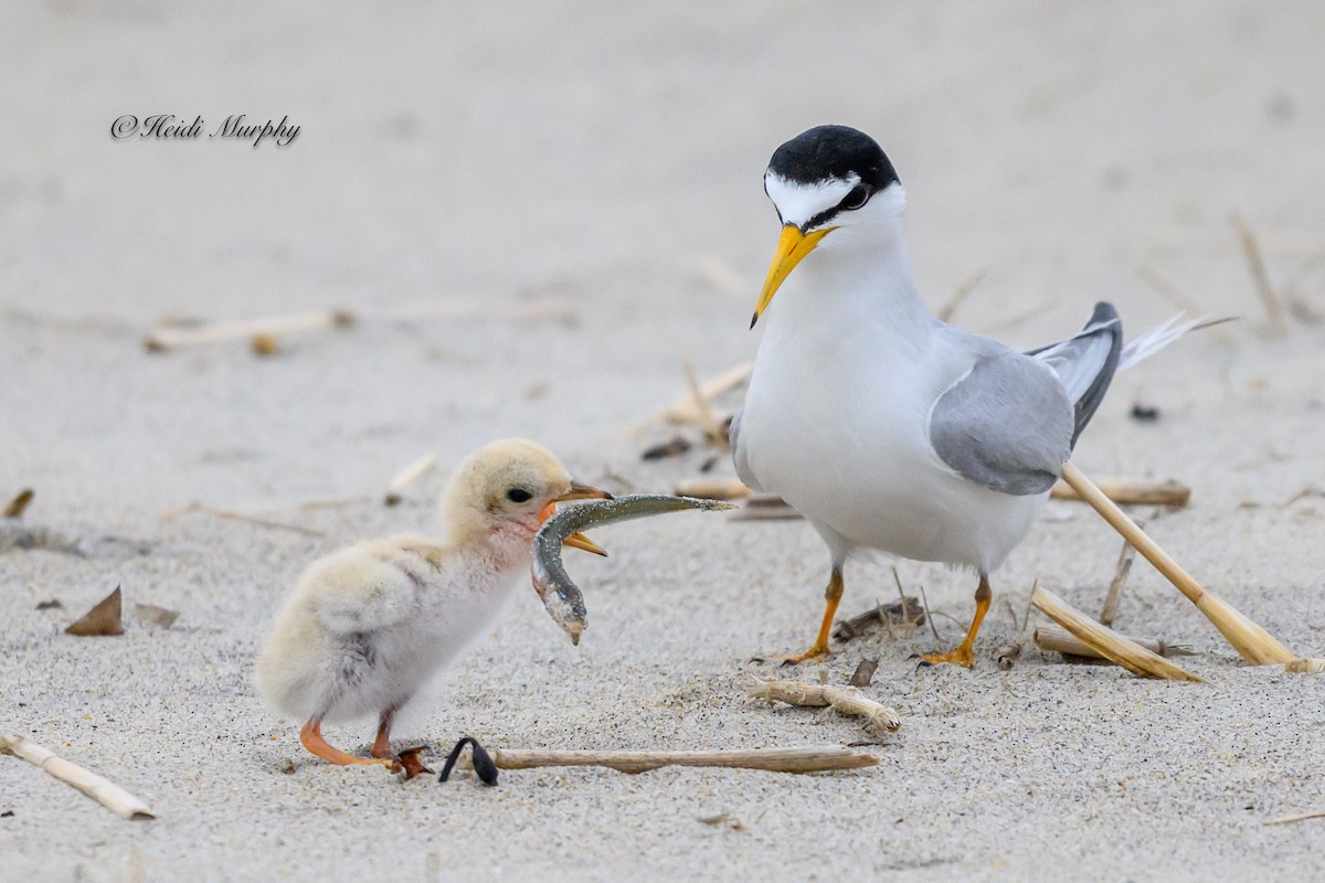 Least Tern - ML622045203