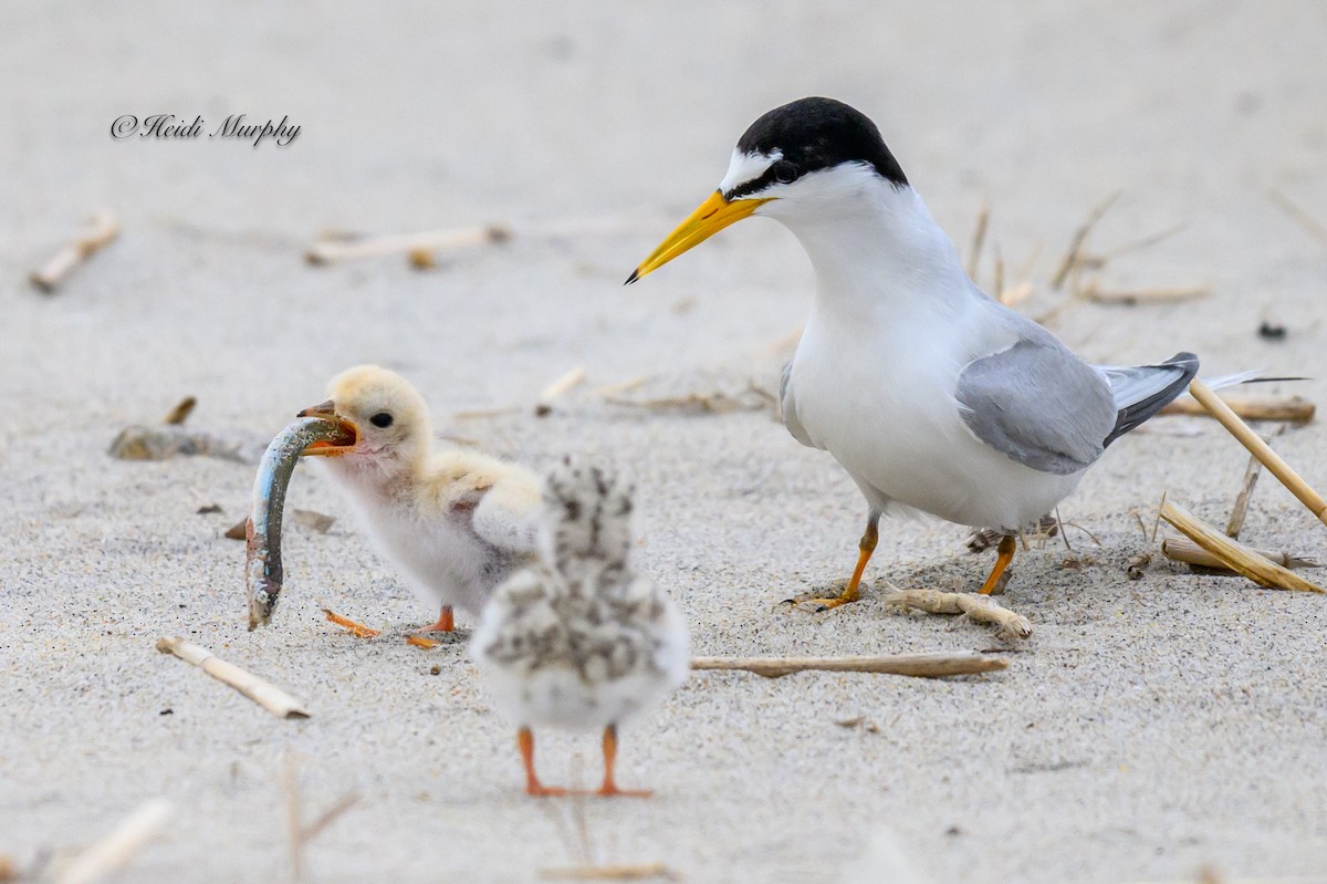 Least Tern - ML622045204