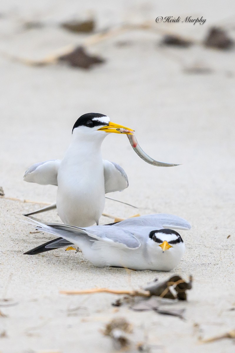 Least Tern - Heidi Murphy