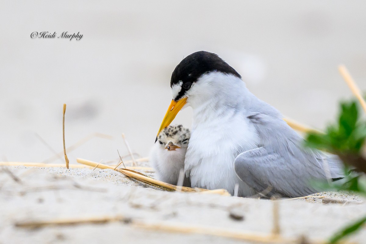 Least Tern - ML622045208