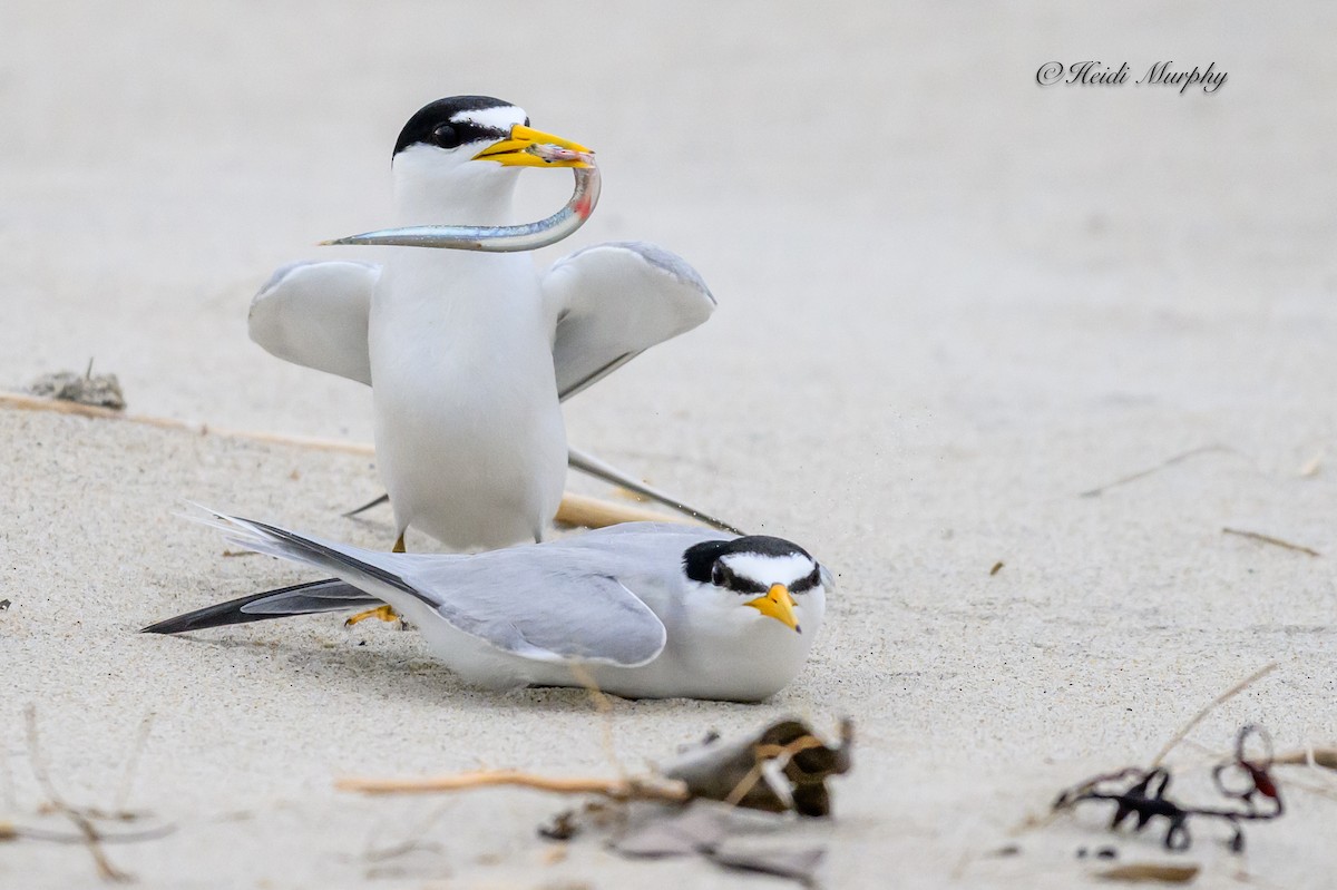 Least Tern - ML622045209