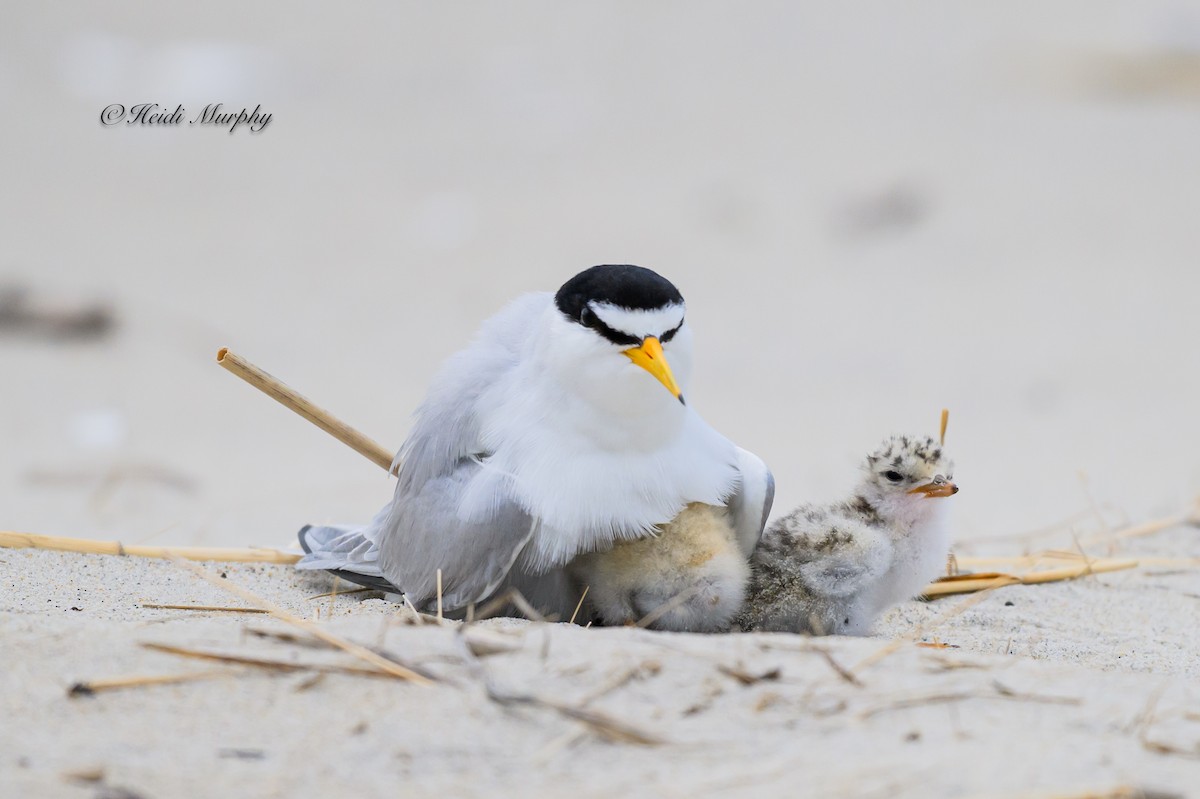 Least Tern - ML622045210