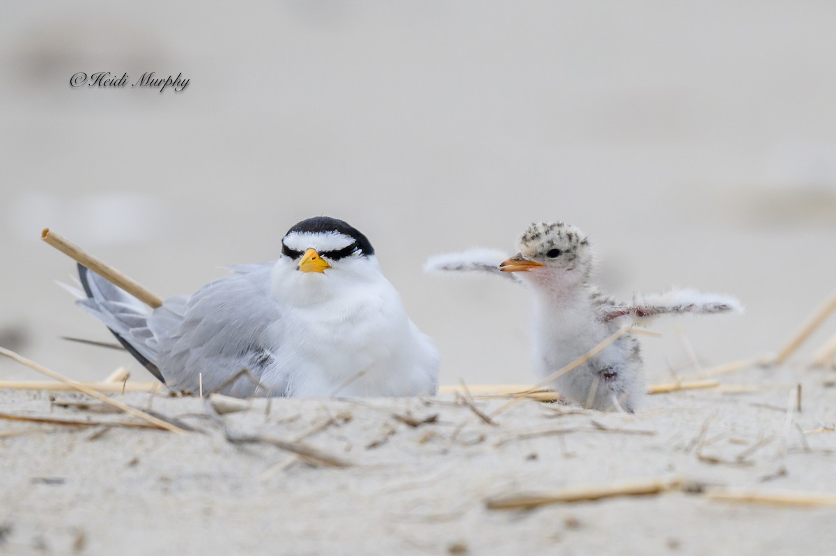 Least Tern - ML622045211