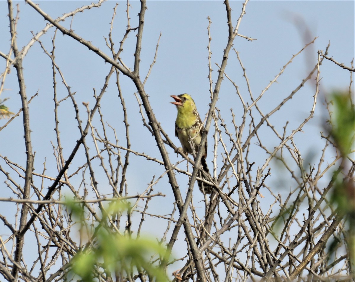 Yellow-breasted Barbet - ML622045254