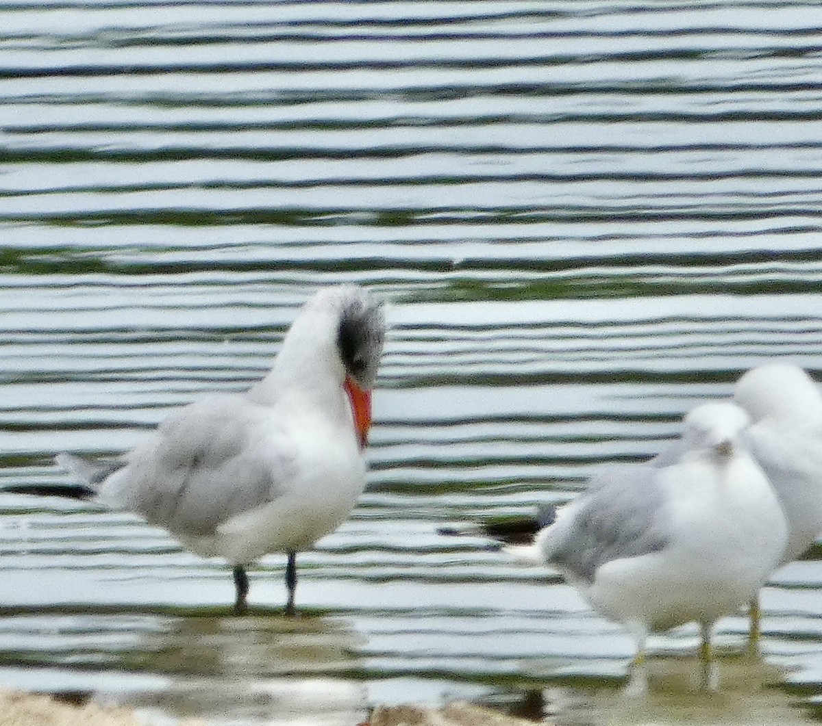 Caspian Tern - ML622045300