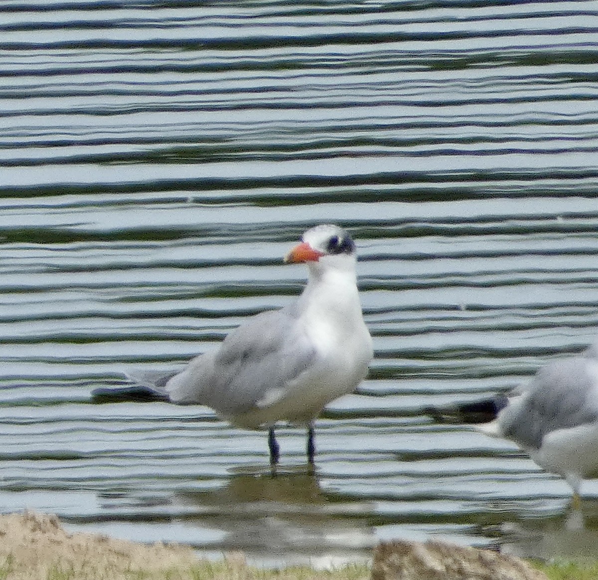 Caspian Tern - ML622045301