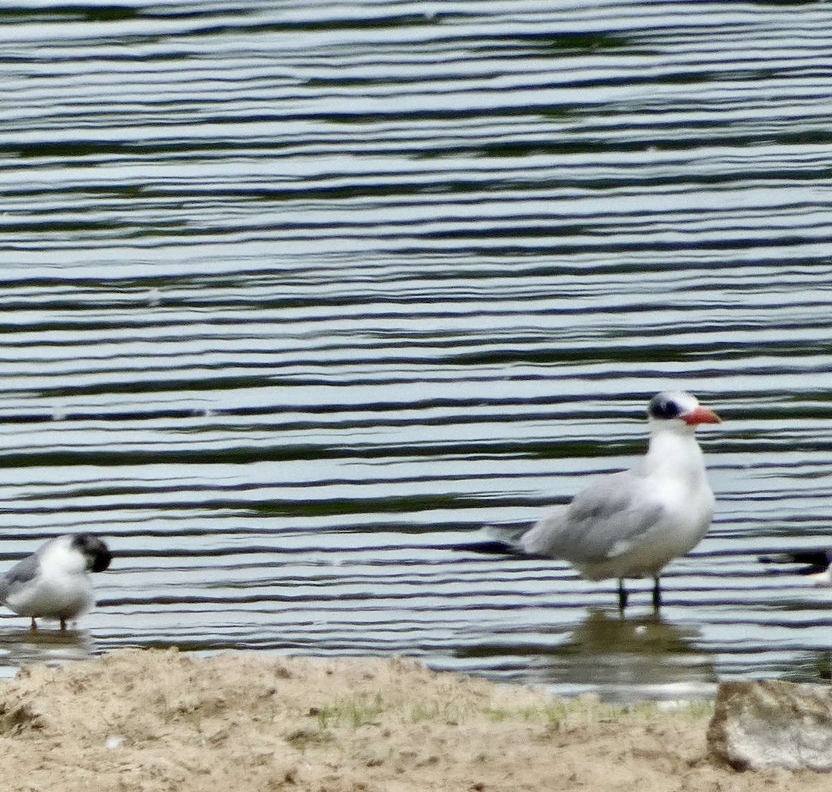 Caspian Tern - ML622045302