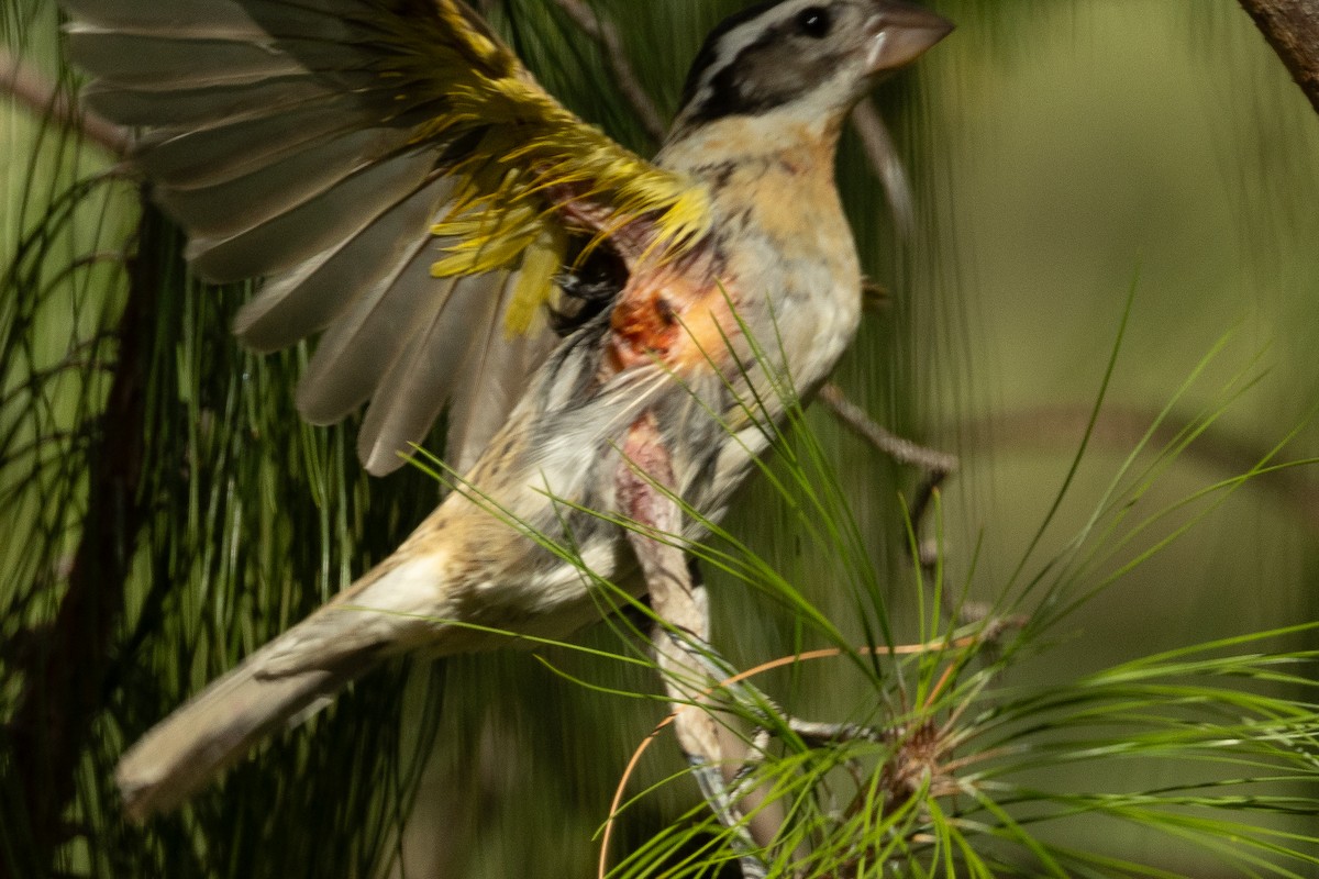 Black-headed Grosbeak - ML622045351