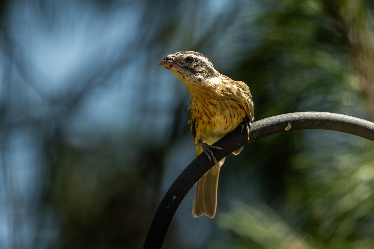 Black-headed Grosbeak - ML622045370