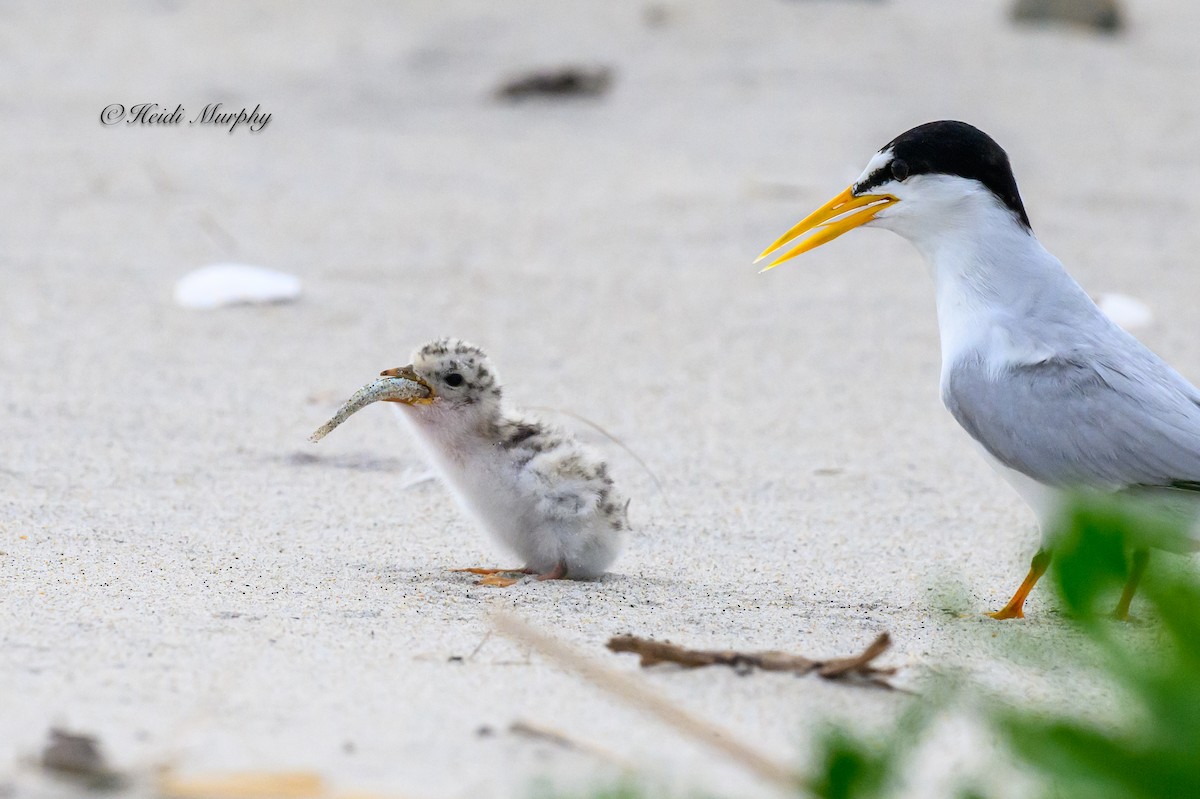 Least Tern - ML622045378