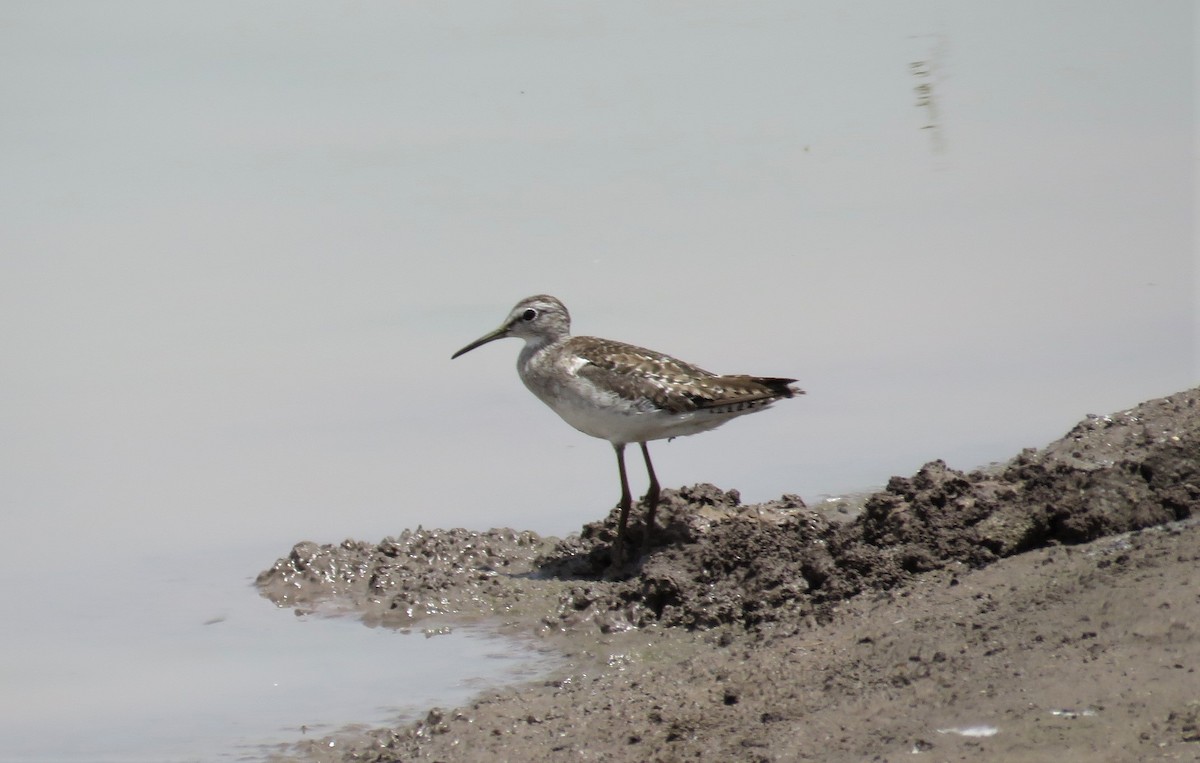 Wood Sandpiper - ML622045397