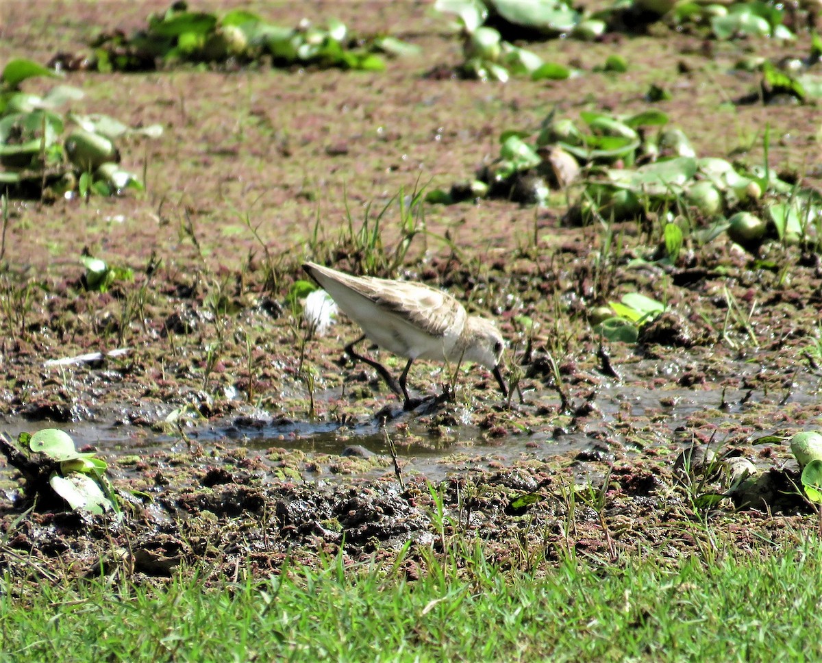 Little Stint - ML622045480