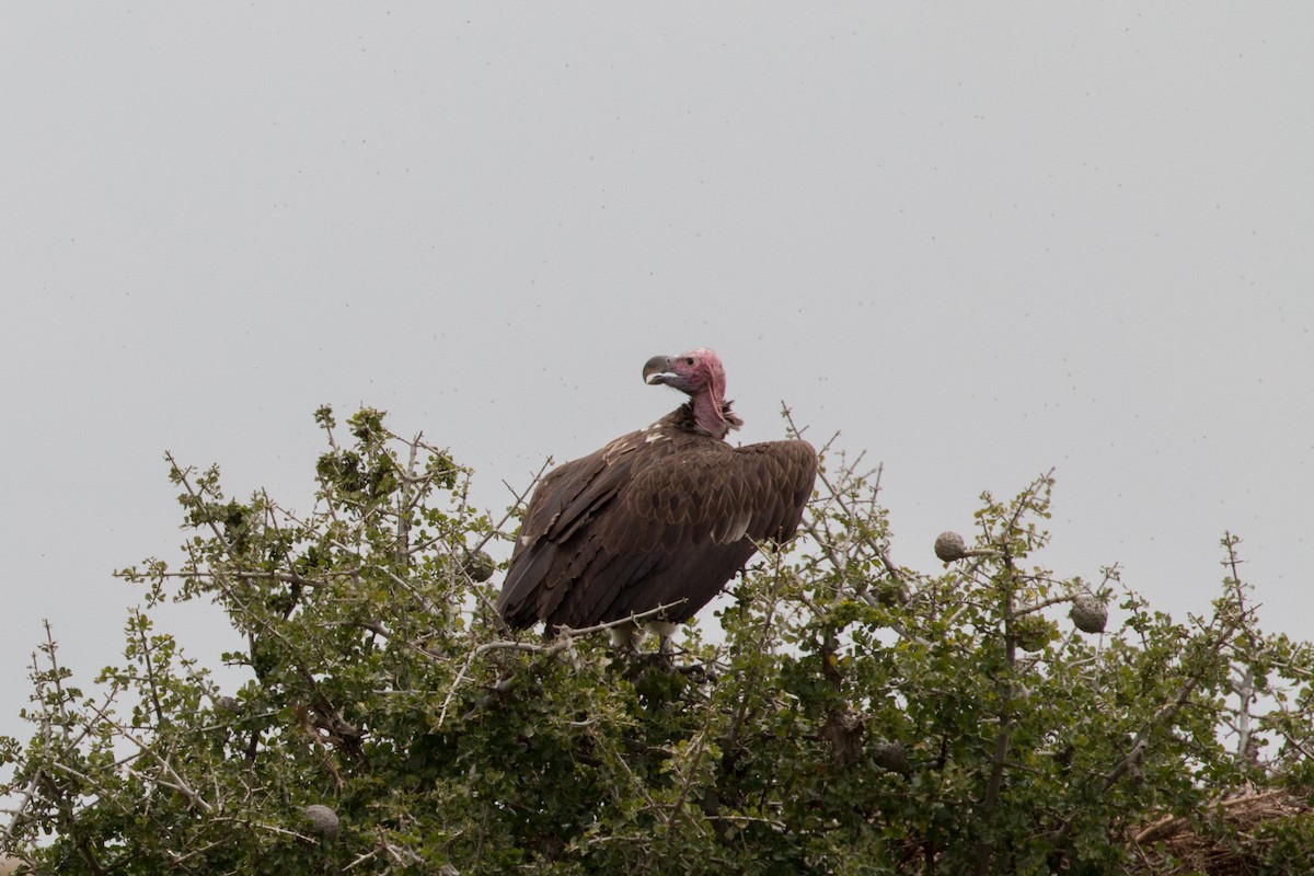 Lappet-faced Vulture - ML622045494