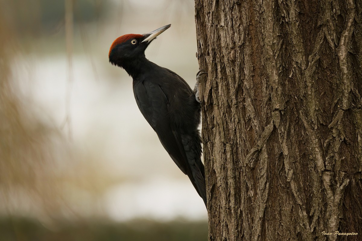 Black Woodpecker - ML622045495