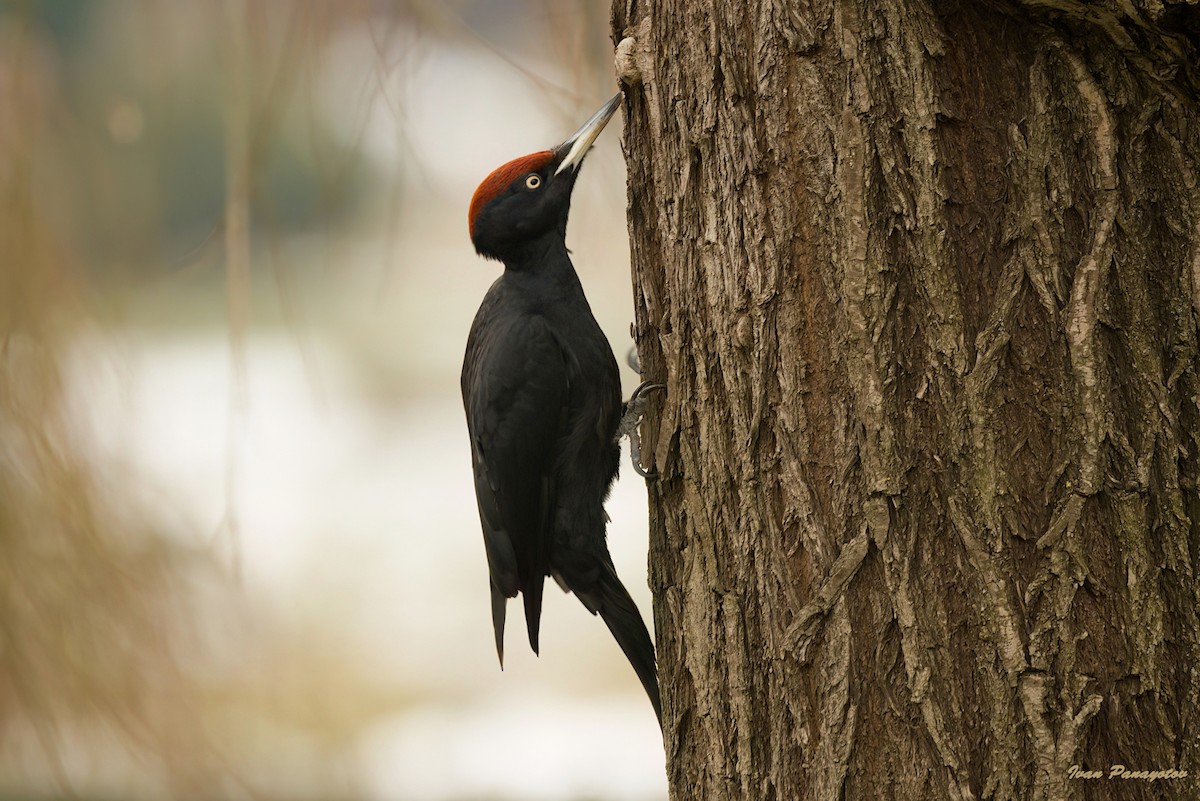 Black Woodpecker - ML622045497