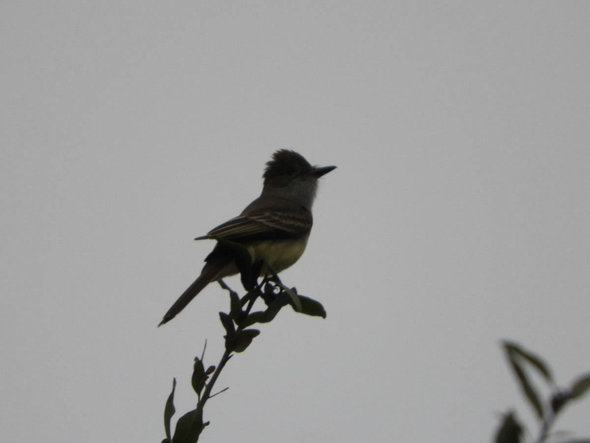 Brown-crested Flycatcher - ML622045509